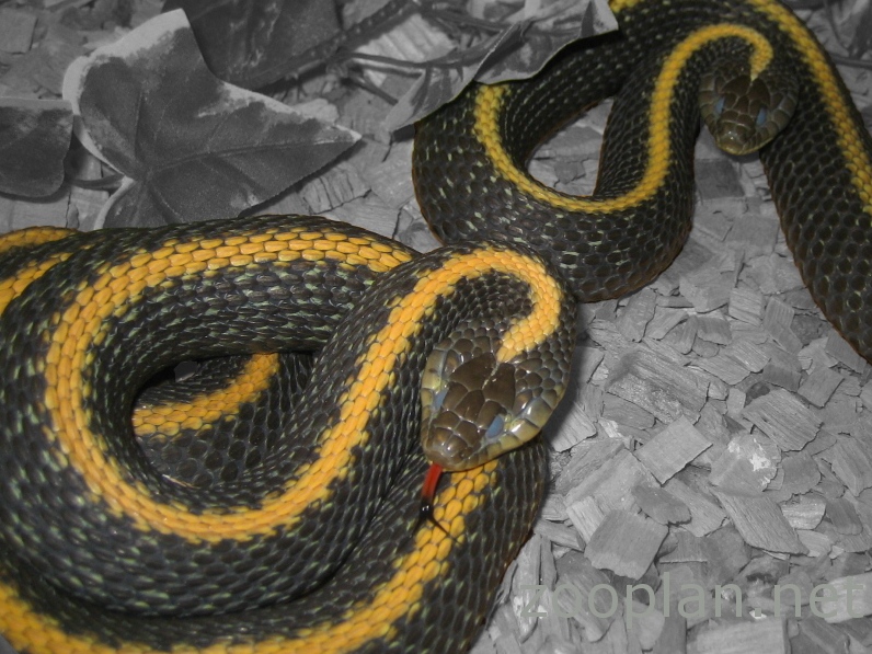 drohende Thamnophis atratus atratus in der Hutung  Udo Karkos